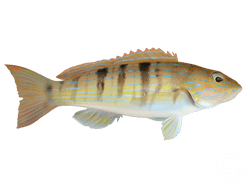 Sand Perch