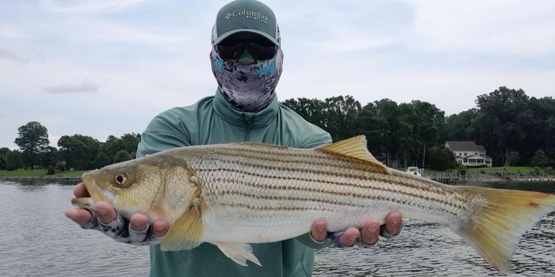 Fishing on the Potomac River | 6 Hour Striped Bass Fishing